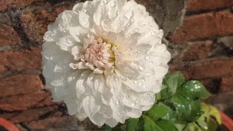 Dewy White Flower Close-Up 库存影片 338234325