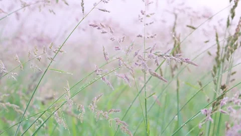 Dewy wild grass sway in pastel meadow with soft diffused morning light and shall Stock Footage 341880652