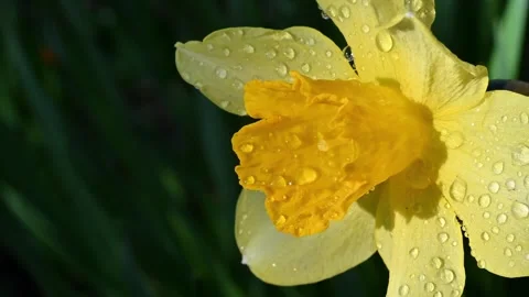 Dewy Yellow Daffodil Closeup. (2) Stock Footage 306335556