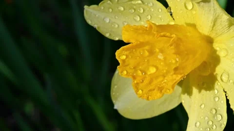 Dewy Yellow Daffodil Closeup. Stock-Footage 306335511