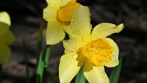 Dewy Yellow Daffodils Closeup. Stock Footage 306335498