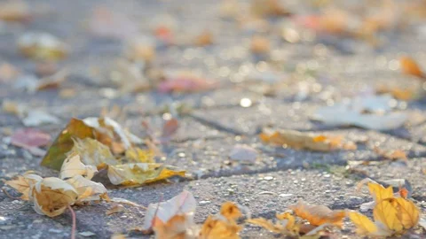 DFSLR camera lies in the fall in the leaves in autumn park. Stock Footage 96545719