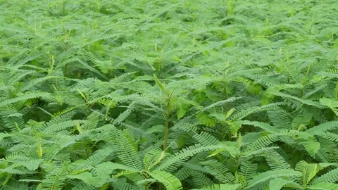 Dhaincha plants 스톡 동영상 346146070