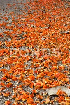 Dhak flower. Stock Photos