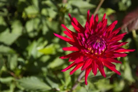 Dhalia Flower Fotos Stock
