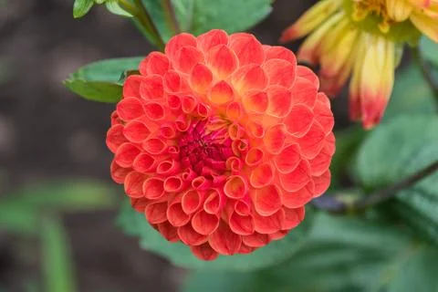 Dhalia Stock Photos
