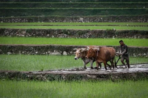 Dhan Diwas (Asar 15) Stock Photos