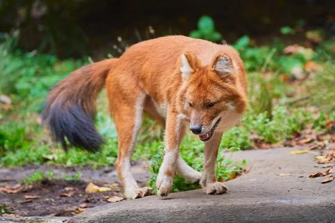 Dhole 1012 Stock Photos