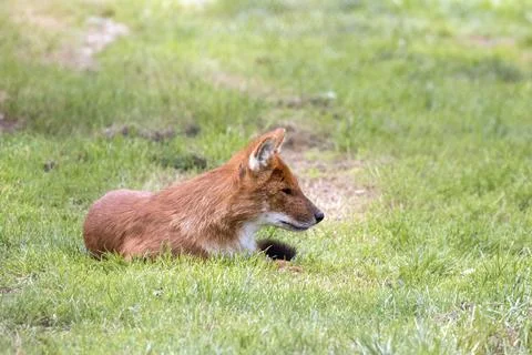Dhole also called the Asiatic wild dog (Cuon alpinus) or Indian wild dog Stock Photos