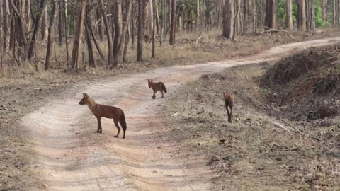 Dhole clan running through the forest Stock Footage 188796281