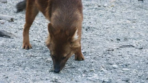 Dhole (Cuon alpinus) Stock Footage 176355667