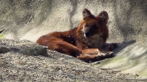 Dhole (Cuon alpinus) Stock Footage 259160797
