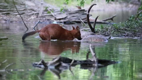 Dhole Feeding on a Deer Carcass in a Stream at Khao Yai National Park, Thailand Stock Footage 345800946