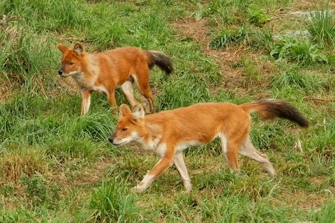 Dhole (mountain volves) are highly social animals, Stock Photos