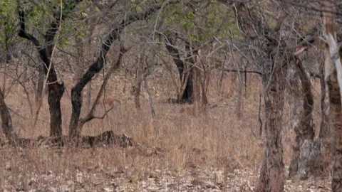Dhole Pack Bor Tiger Reserve Maharashtra India Video stock 130497340