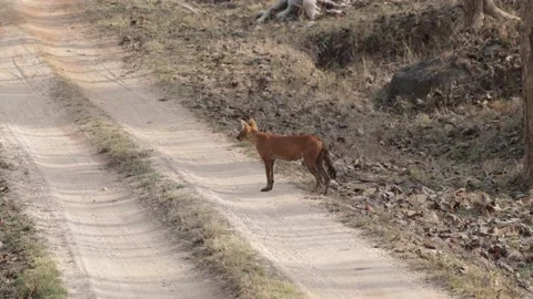 Dhole pack run out on the road in forest Stock Footage 194620346