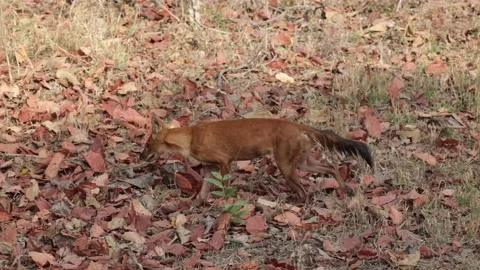 Dhole running into the forest Stock Footage 194620384