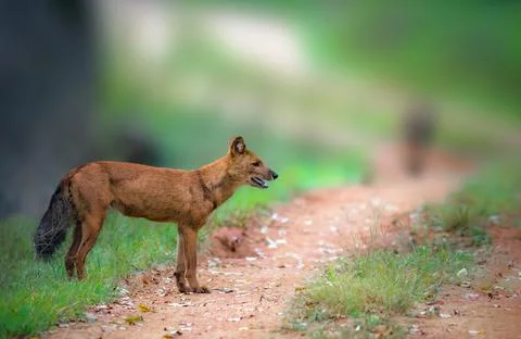 Dhole WIld Dog Stock Photos
