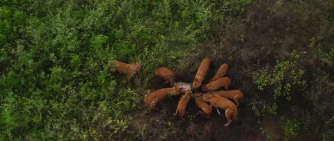 The Dholes feasting on the Deer. Stock Footage 247314177