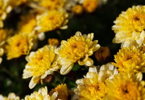 Ð¡hrysanthemum Stock Photos