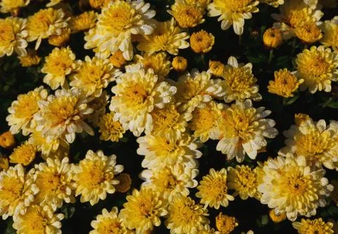 Ð¡hrysanthemum Stock Photos