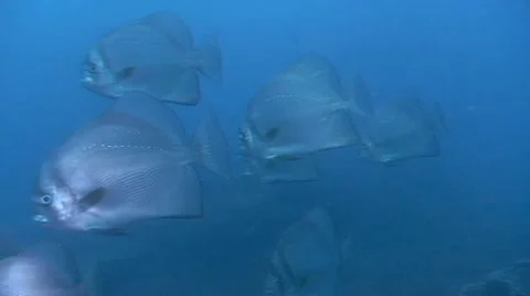 DI01 001 Stock Footage 8348401