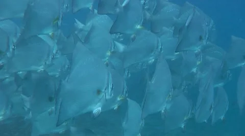 DI01 003 Stock Footage 8350076