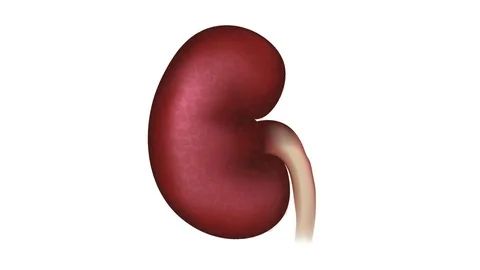Diabetic Nephropathy Stock Footage 69874022