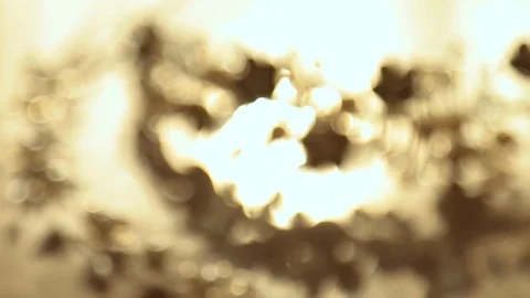 Diadema Stock Footage 106871968