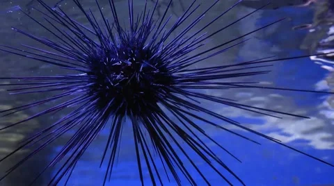Diadema savignyl Stock Footage 51383489