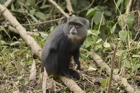 Diademed monkey Cercopithecus mitis stuhlmanni sitting attentively in the Foto stock