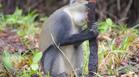 Diademed monkey eating 01 Stock Footage 60373618