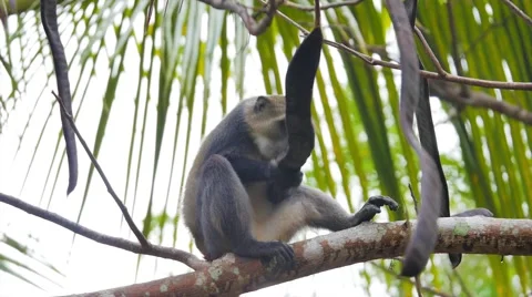 Diademed monkey eating 02 Stock Footage 60372798