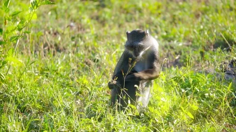 Diademed monkey eating grass Stock Footage 60374610