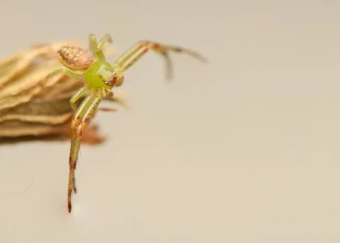 Diaea dorsata Stock Photos