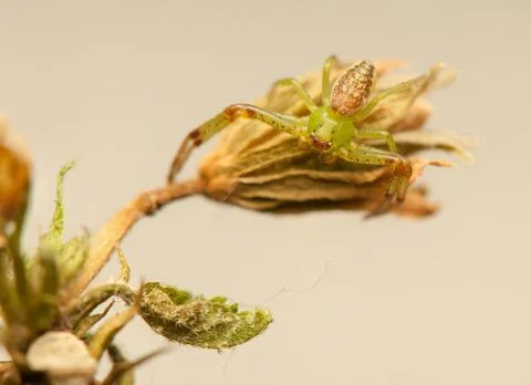 Diaea dorsata Stock Photos