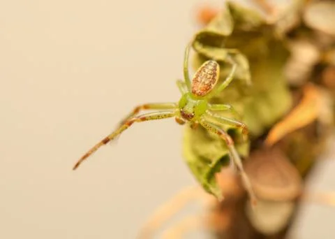 Diaea dorsata Stock Photos