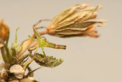 Diaea dorsata Stock Photos