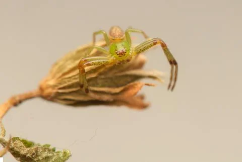 Diaea dorsata Stock Photos