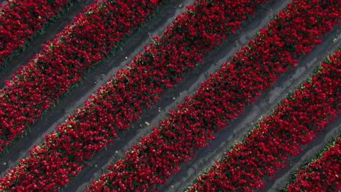 Diagonal aerial dutch tulip field Stock Footage