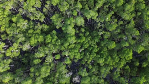 Diagonal aerial flight over mangrove forest canopy, golden hour Stock Footage 340532810