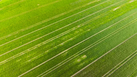 Diagonal aerial view of green wheat crop rows forming textured agricultural Stock Footage 339343348