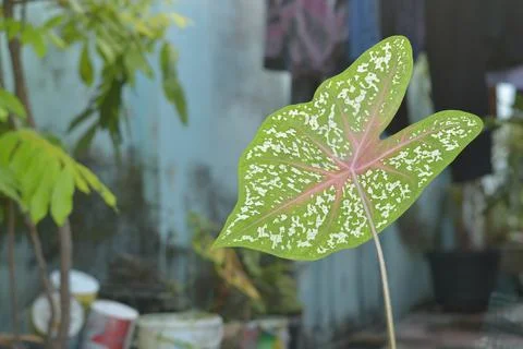 Diagonal Angle of Caladium Bicolor Leaf with Pink Veins and White Spots 스톡 사진