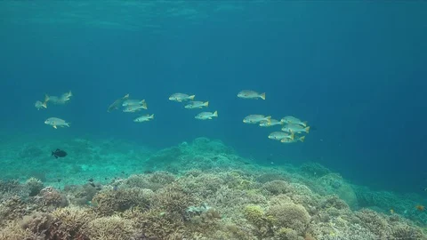 Diagonal banded sweetlips on a coral reef Stock Footage