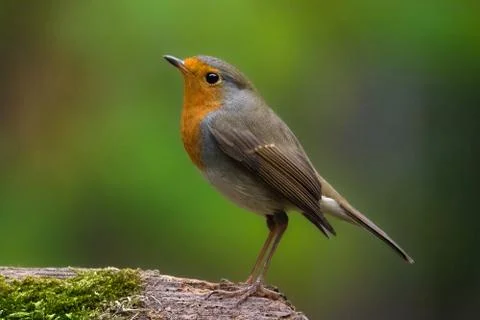 The diagonal bird Stock Photos