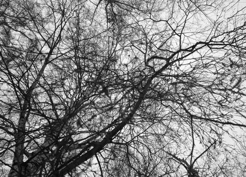 Diagonal black and white tree branches texture background Stock Photos