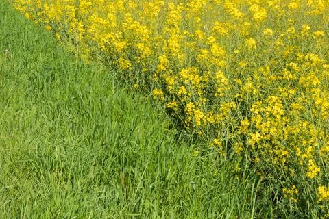 Diagonal boundary between a rape field and a cereal field Stock Photos