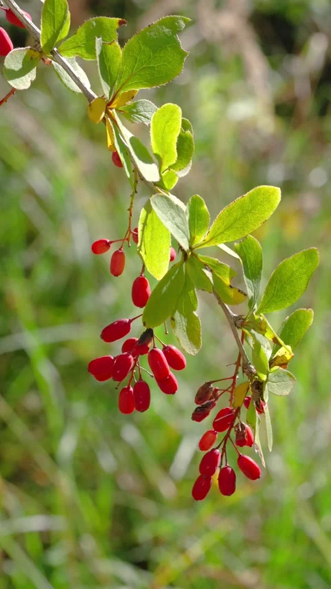 Diagonal branch with hanging red berries and backlit green leaves swaying in sun Stock Footage 345677726