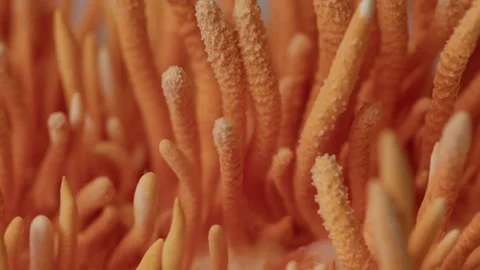 Diagonal Camera Drift Across Cordyceps Surface Stock Footage 331568088