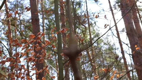 A diagonal camerashot through a mixed forest with a view of a few last brown 스톡 동영상 239120692